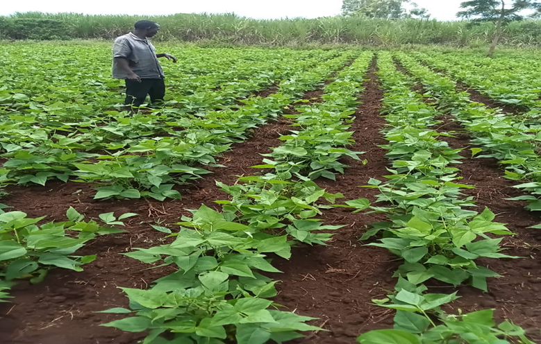 Food and Nutrition Security